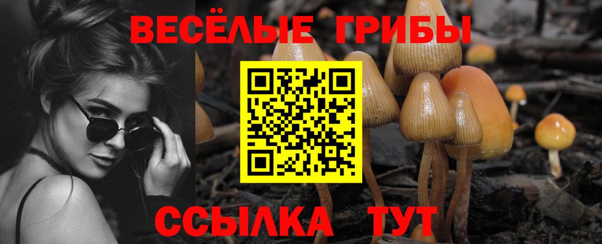 Галлюциногенные грибы Psilocybe Ахтубинск